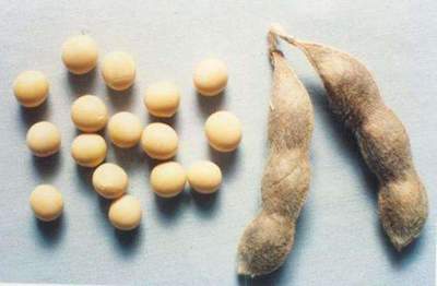 毛豆与黄豆 营养价值究竟谁更胜一筹？